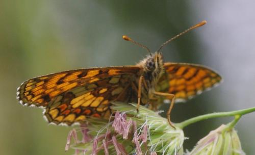 Melitaea athalia celadussa