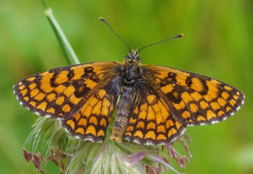 Réf. 164 109 : Melitaea athalia celadussa