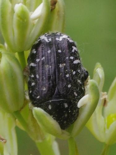 Oxythyrea funesta