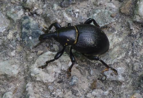 Liparus coronatus