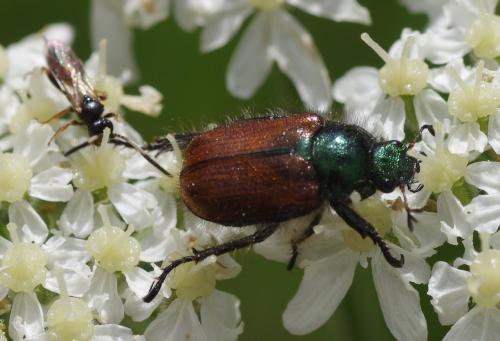 Réf. 164 868 : Phyllopertha horticola