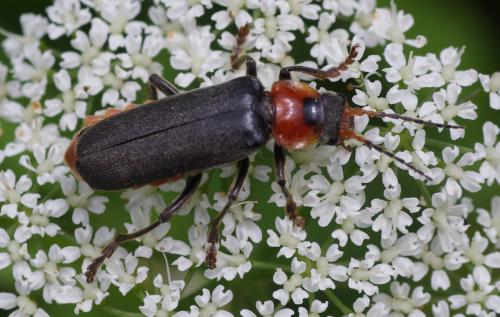 Cantharis fusca
