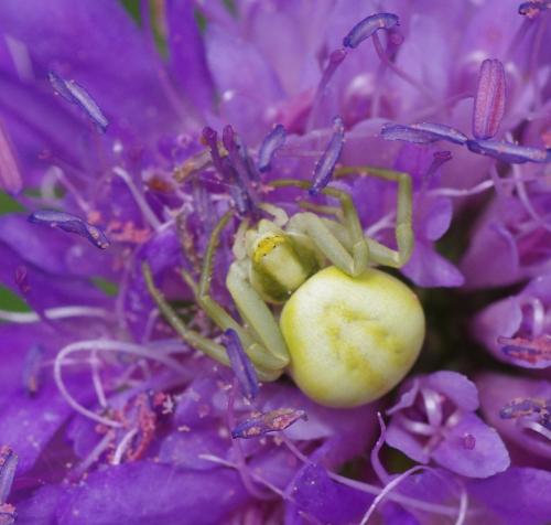 Misumena vatia