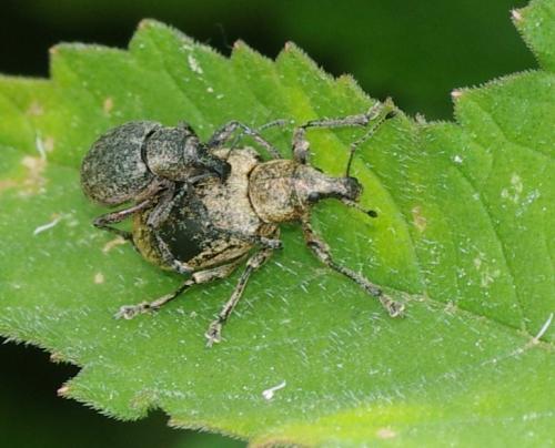 Liophloeus sp.