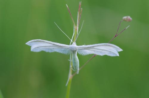 Réf. 164 133 : Pterophorus pentadactyla