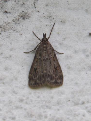 Réf. 164 105 : Scoparia sp.