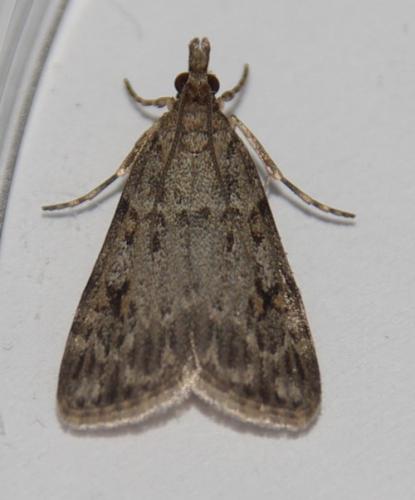 Réf. 164 129 : Scoparia sp.