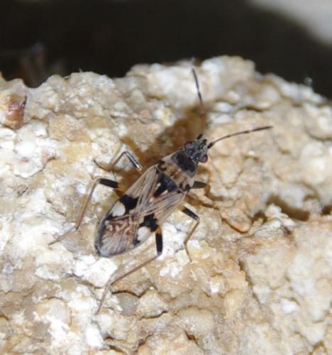 Beosus maritimus
