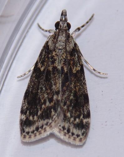 Réf. 164 401 : Scoparia sp.
