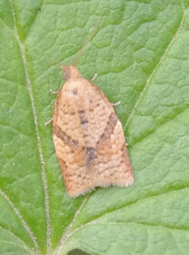 Clepsis consimilana