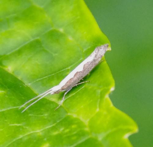 Réf. 164 931 : Plutella xylostella