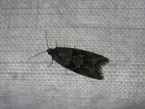 Cnephasia sp.