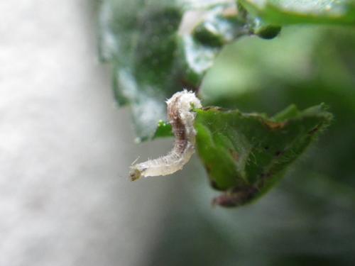 Episyrphus balteatus