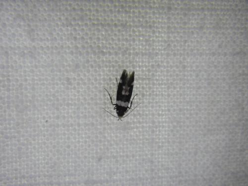 Réf. 164 443 : Denisia sp.