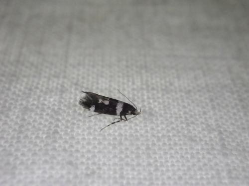 Réf. 164 445 : Denisia sp.