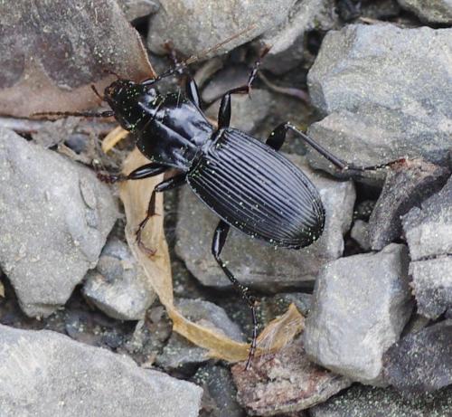Réf. 164 179 : Pterostichus funestes