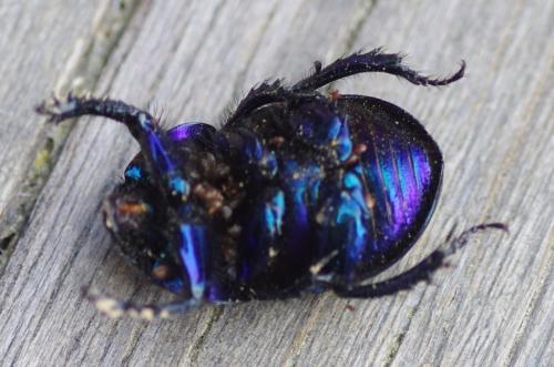 Geotrupes sp.