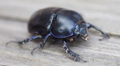 Geotrupes sp.