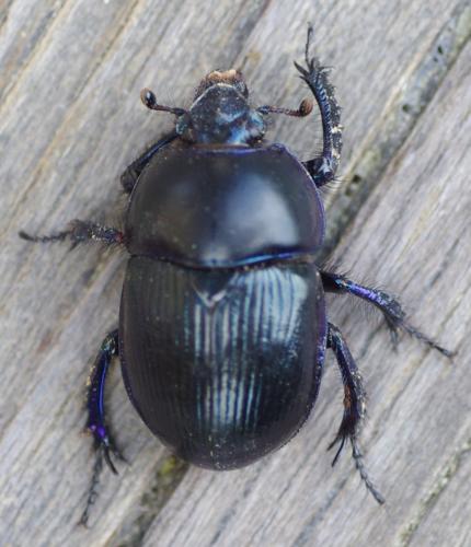 Geotrupes sp.