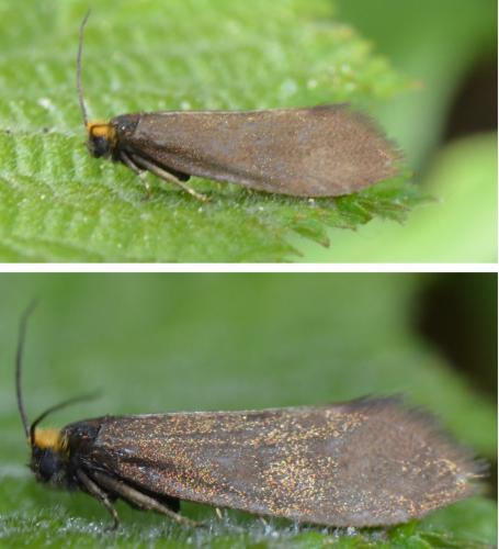 Réf. 164 951 : Incurvaria koerneriella