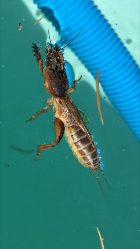 Gryllotalpa septemdecimchromosomica