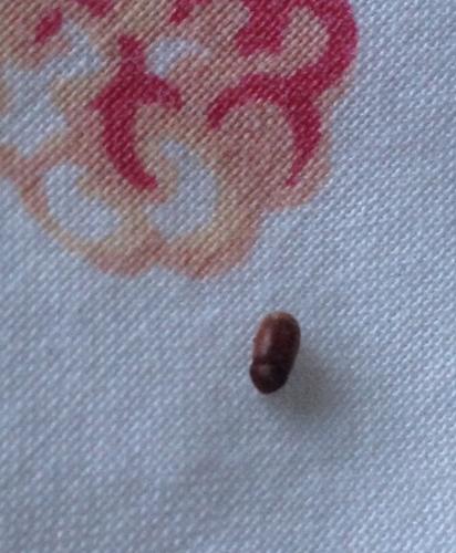 Stegobium paniceum