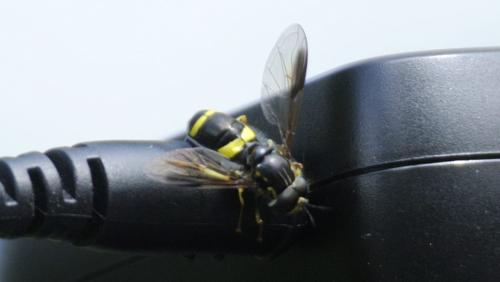 Chrysotoxum bicinctum