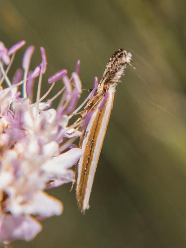 Réf. 164 486 : Pleurota aristella