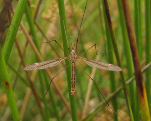 Tipula pierrei