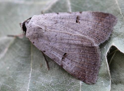 Lygephila craccae