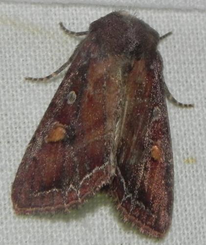 Réf. 164 425 : Lacanobia oleracea