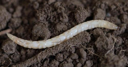 Thereva nobilitata