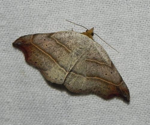 Réf. 164 531 : Laspeyria flexula