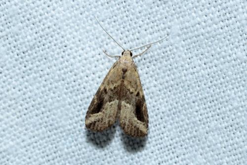 Schrankia costaestrigalis