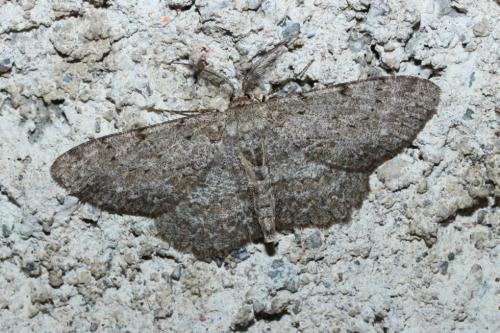 Réf. 164 002 : Hypomecis punctinalis