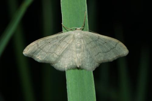 Réf. 164 364 : Idaea sp.
