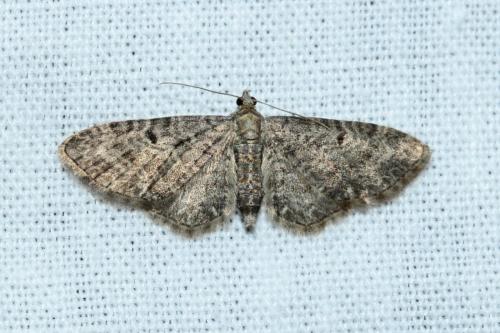 Réf. 164 559 : Eupithecia subfuscata