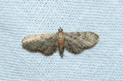 Réf. 164 468 : Eupithecia haworthiata