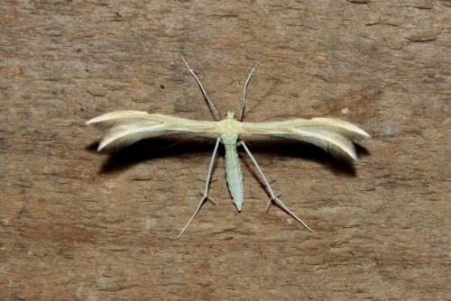 Merrifieldia baliodactylus