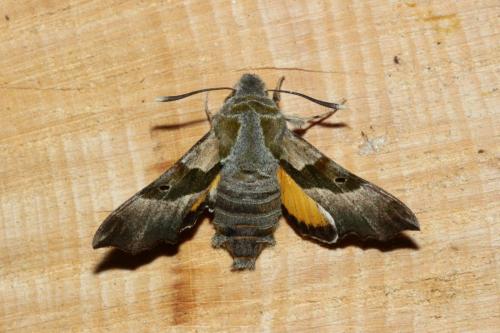 Proserpinus proserpina
