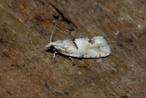 Réf. 164 061 : Epinotia bilunana