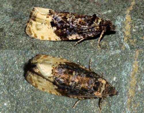 Hedya ochroleucana