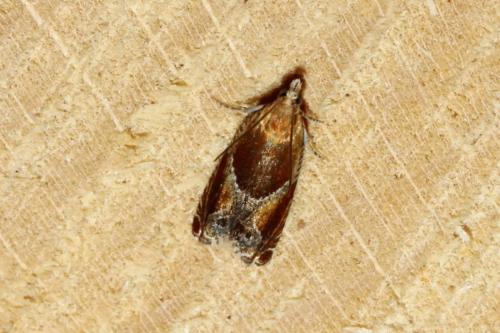 Réf. 164 715 : Ancylis obtusana