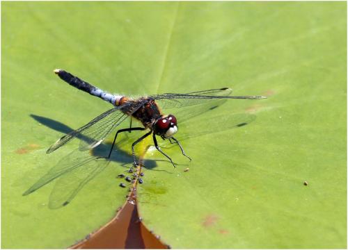 Réf. 164 472 : Leucorrhinia caudalis