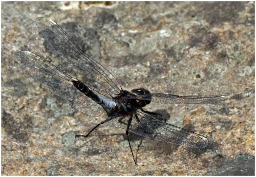 Réf. 164 475 : Leucorrhinia caudalis
