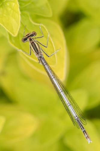 Platycnemis pennipes