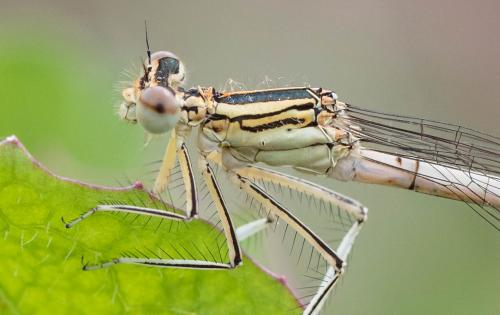 Réf. 164 805 : Platycnemis pennipes