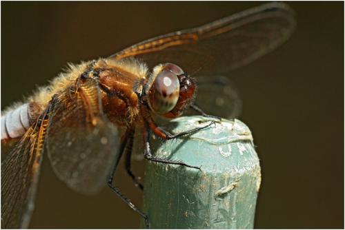 Libellula fulva