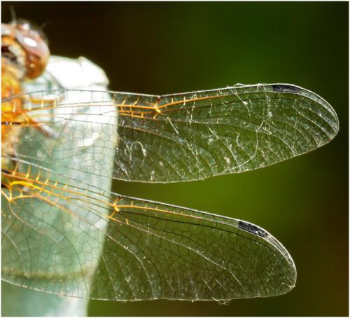 Libellula fulva