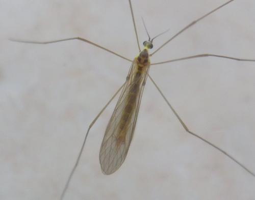 Réf. 164 695 : Gonomyia sp.
